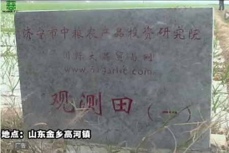 2015年金鄉(xiāng)觀測(cè)田新蒜長(zhǎng)勢(shì)記錄—“老石說市”第十六期 (4607播放)