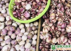 昆明：紫皮香蒜優質優價 ()