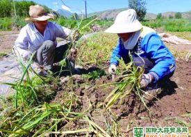 青海：樂都城臺大蒜喜豐收 ()