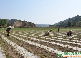 石樓縣：蔬菜規范種植促增收 ()