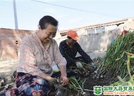 大營子村：紫皮蒜產業致富新途徑 ()