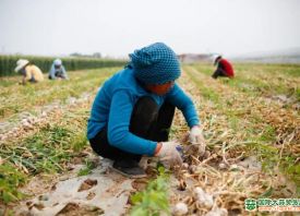 永新鄉：蒜頭圓大、汁鮮味濃 ()