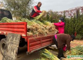 煙臺：調味菜價格親民 ()