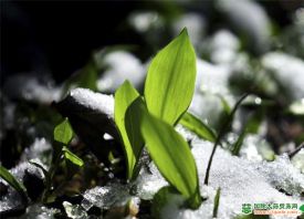 德國：大雪中探頭的野生大蒜 ()