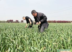 保定博野：“小蒜頭”打造“大產業” ()