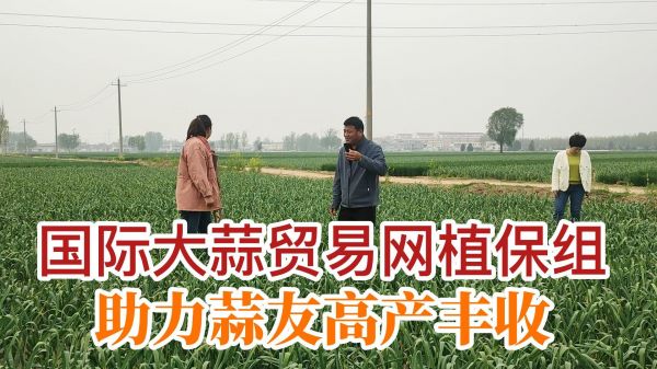 國際大蒜貿易網植保組助力蒜友高產豐收 (712播放)