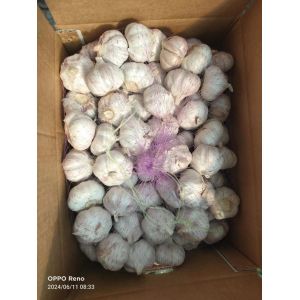 大蒜加工、出口 Garlic exporter