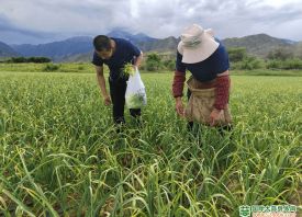 新疆：蒜地成熱門打卡景點 ()