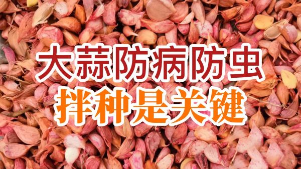 大蒜防病防蟲(chóng)、拌種是關(guān)鍵 ()