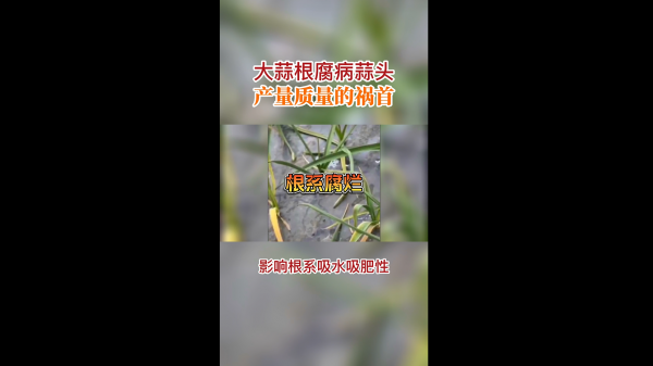 大蒜根腐病蒜頭產量質量的禍首 (420播放)